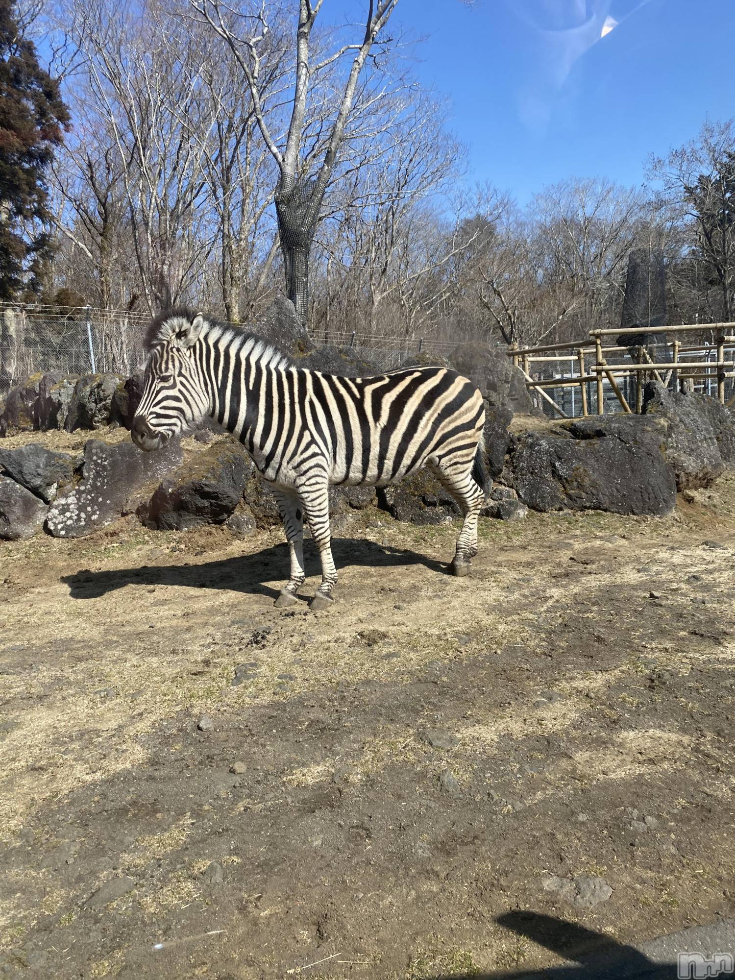 ��ˬ����Х��顦����֥���� �ץ���� ��ˬ(����� �ץ���� ����) ��2021ǯ2��24���̥�֥����֤���Ф��😌��