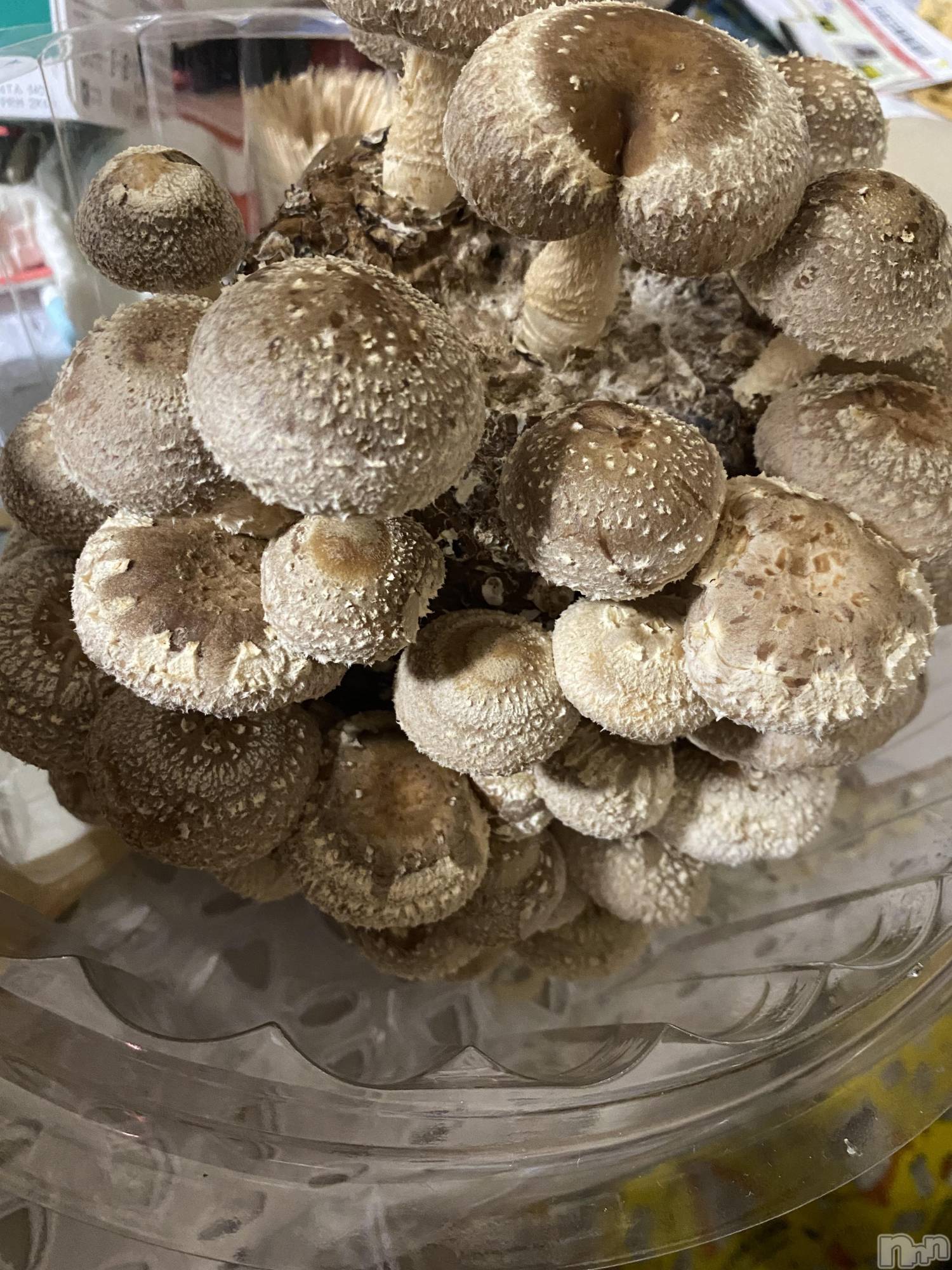 ��ˬ����Х��顦����֥���� �ץ���� ��ˬ(����� �ץ���� ����) ��2021ǯ2��26���̥�֥����ֽ���♥️��