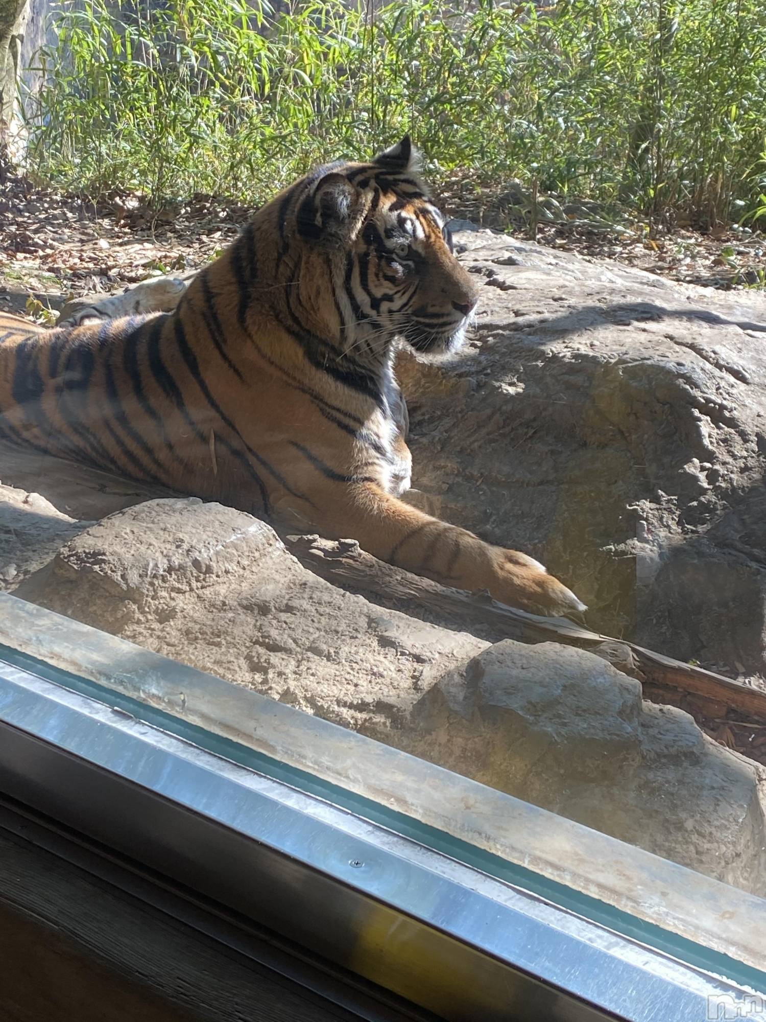 ��ˬ����Х��顦����֥���� �ץ���� ��ˬ(����� �ץ���� ����) ��2021ǯ2��27���̥�֥�����������‼️‼️��