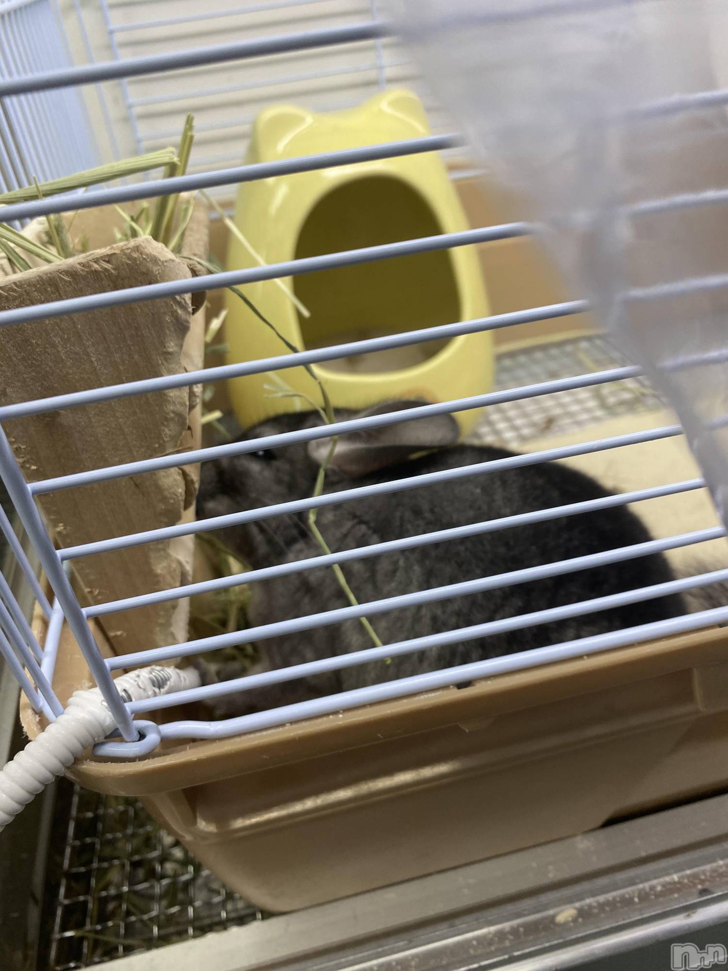 ��ˬ����Х��顦����֥���� �ץ���� ��ˬ(����� �ץ���� ����) ��2021ǯ3��23���̥�֥�����(*��ϡ�*)��