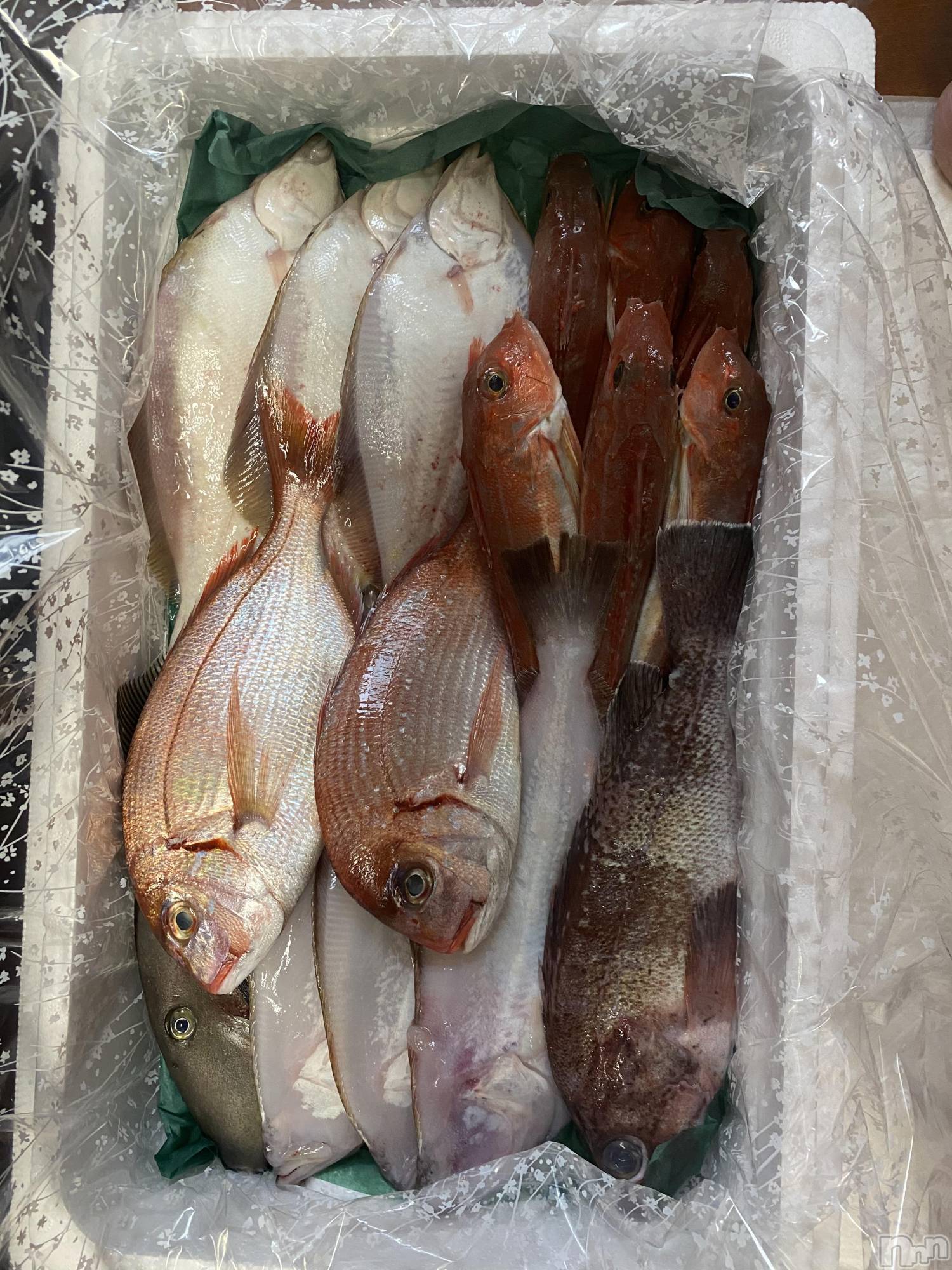 ��ˬ����Х��顦����֥���� �ץ���� ��ˬ(����� �ץ���� ����) ��2021ǯ5��10���̥�֥����֤���🐡��