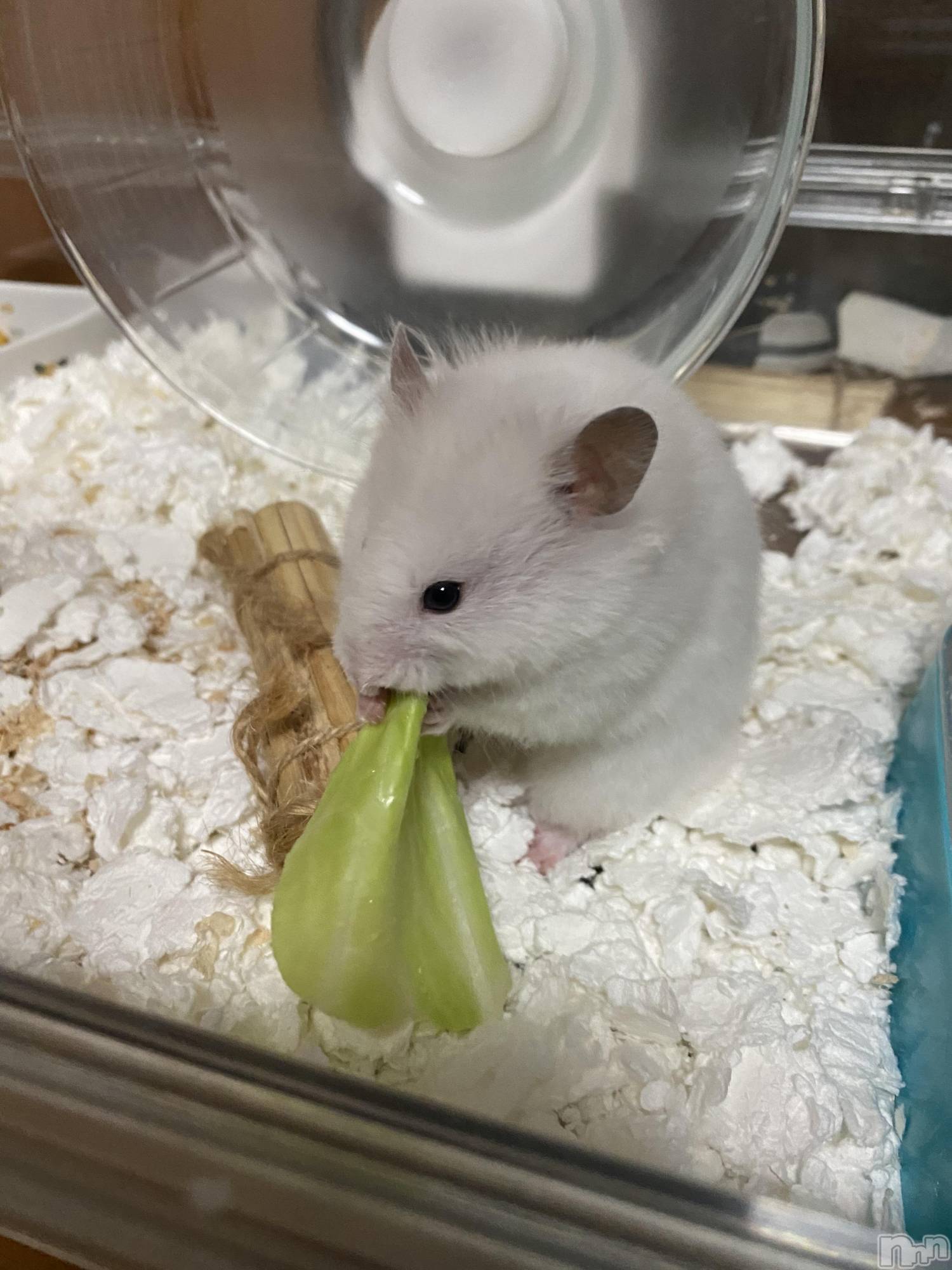 ��ˬ����Х��顦����֥���� �ץ���� ��ˬ(����� �ץ���� ����) ��2021ǯ5��24���̥�֥����ֲİ���🥰🥰��