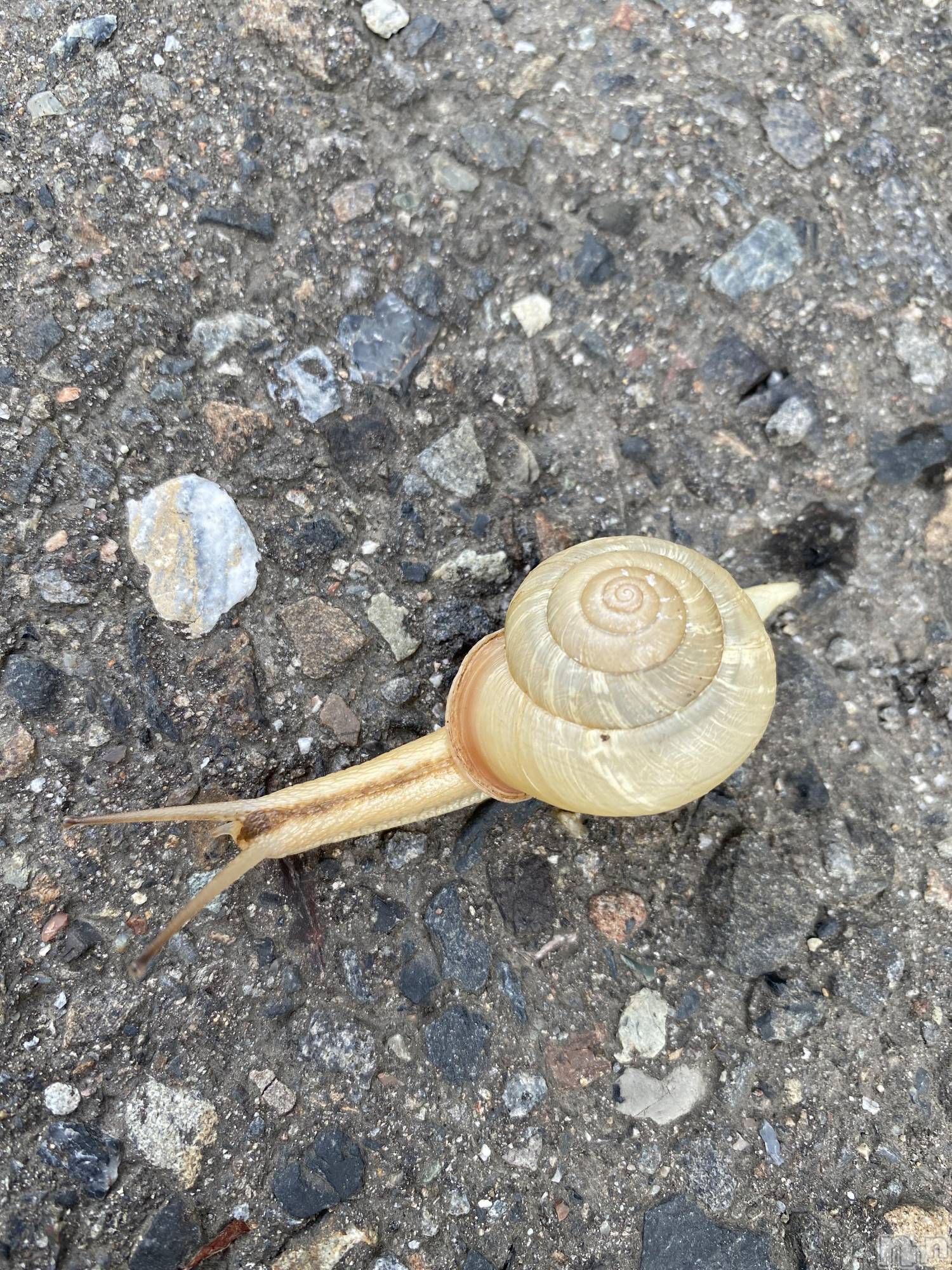 ��ˬ����Х��顦����֥���� �ץ���� ��ˬ(����� �ץ���� ����) ��2021ǯ9��14���̥�֥����֤��������С�����