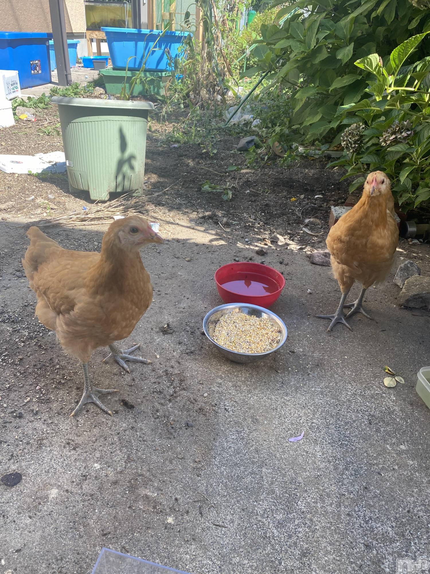 ��ˬ����Х��顦����֥���� �ץ���� ��ˬ(����� �ץ���� ����) ��2021ǯ9��22���̥�֥�����9��22�� 20��20ʬ�Υ֥�����