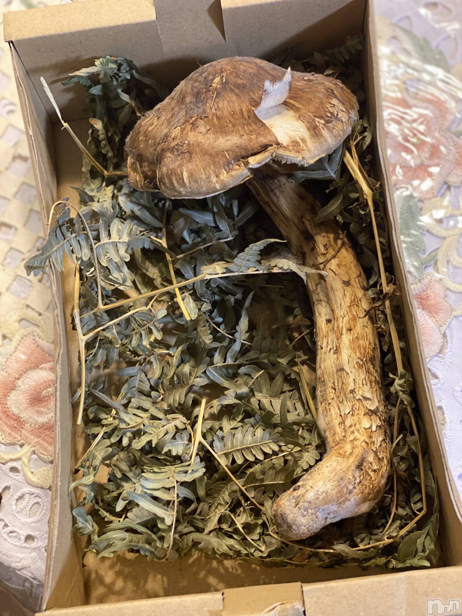 ��ˬ����Х��顦����֥���� �ץ���� ��ˬ(����� �ץ���� ����) ��2021ǯ10��6���̥�֥����֤���Ф��😂��