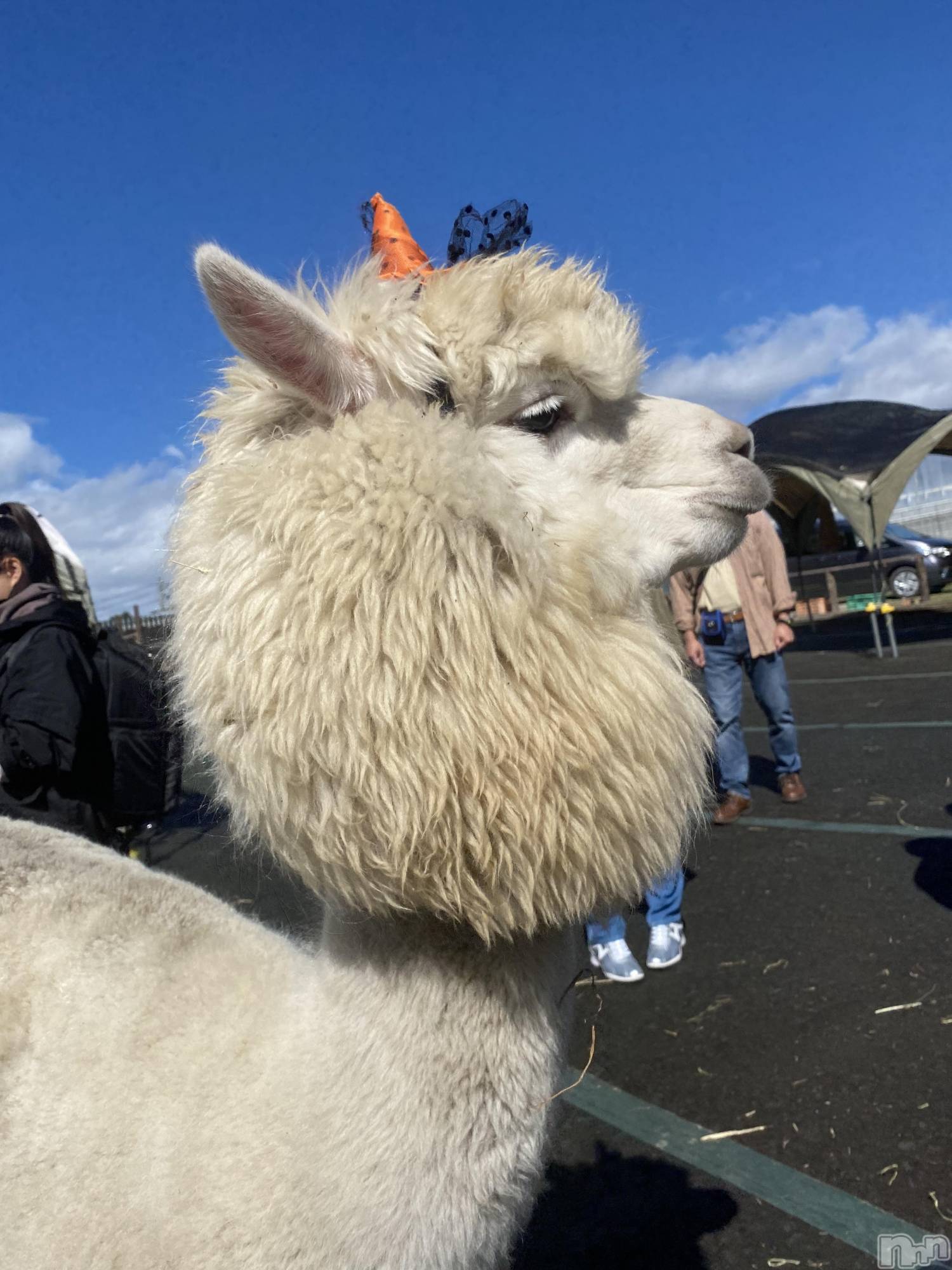 ��ˬ����Х��顦����֥���� �ץ���� ��ˬ(����� �ץ���� ����) ��2021ǯ10��18���̥�֥����֥ѥ��ѥ���