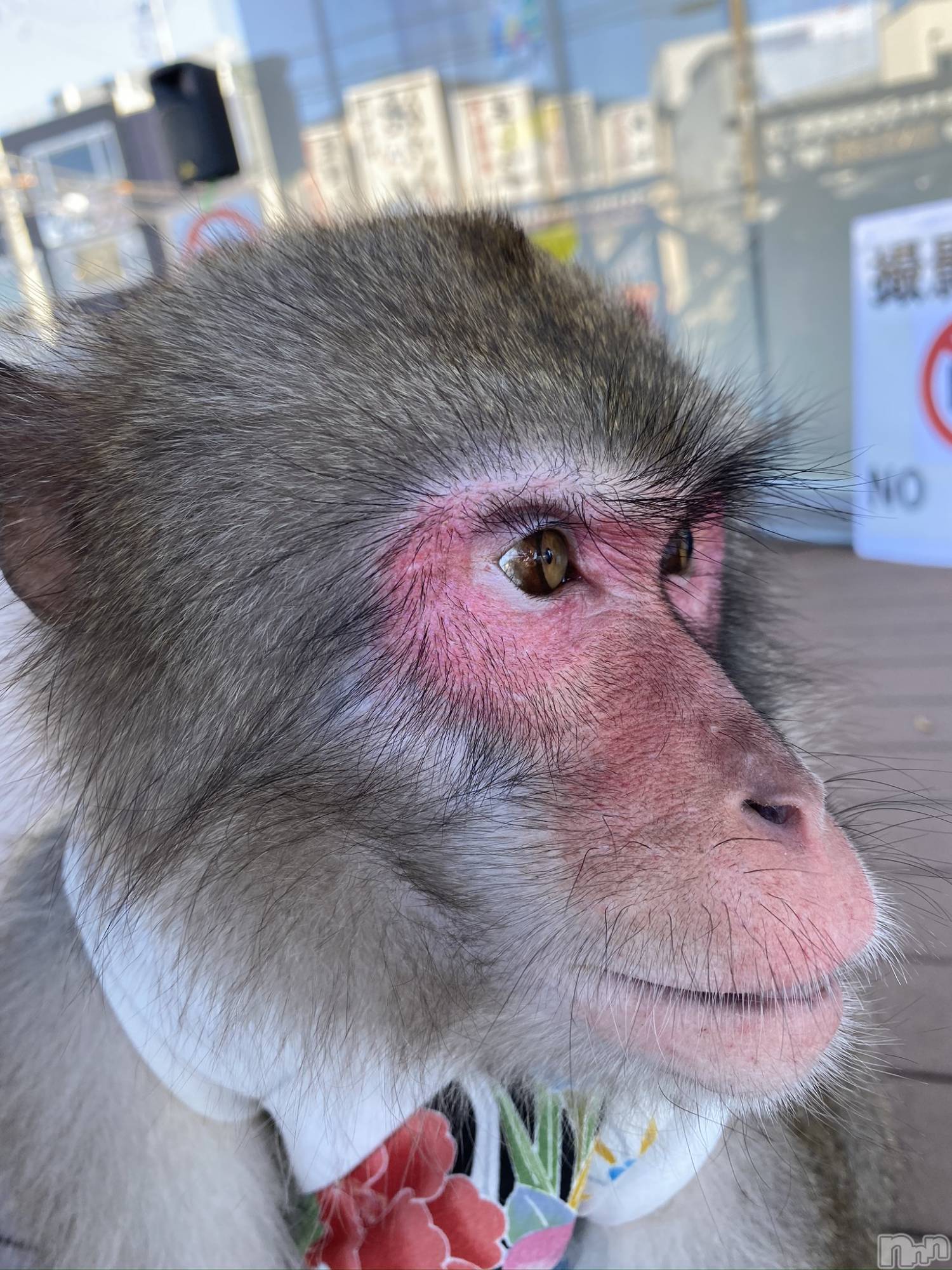 ��ˬ����Х��顦����֥���� �ץ���� ��ˬ(����� �ץ���� ����) ��2022ǯ4��12���̥�֥�����4��12�� 13��44ʬ�Υ֥�����