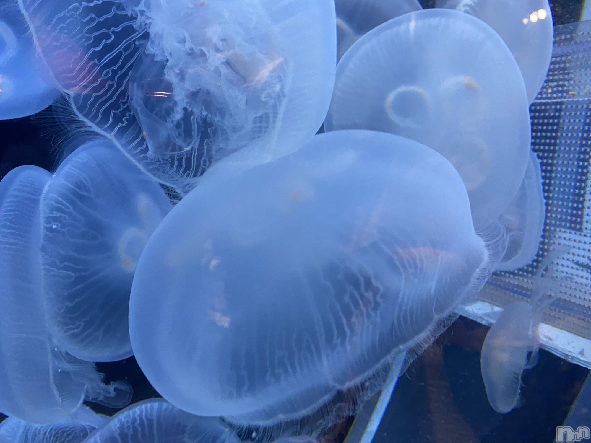 ��ˬ����Х��顦����֥���� �ץ���� ��ˬ(����� �ץ���� ����) ��2022ǯ9��16���̥�֥�����9��16�� 19��50ʬ�Υ֥�����