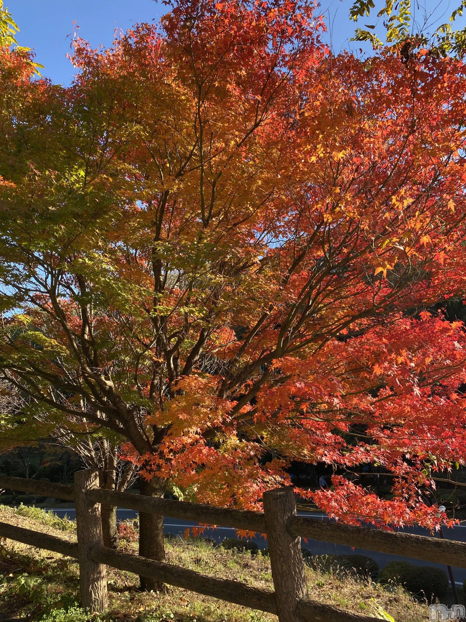 ��ˬ����Х��顦����֥���� �ץ���� ��ˬ(����� �ץ���� ����) ��2022ǯ11��4���̥�֥�����11��4�� 19��51ʬ�Υ֥�����