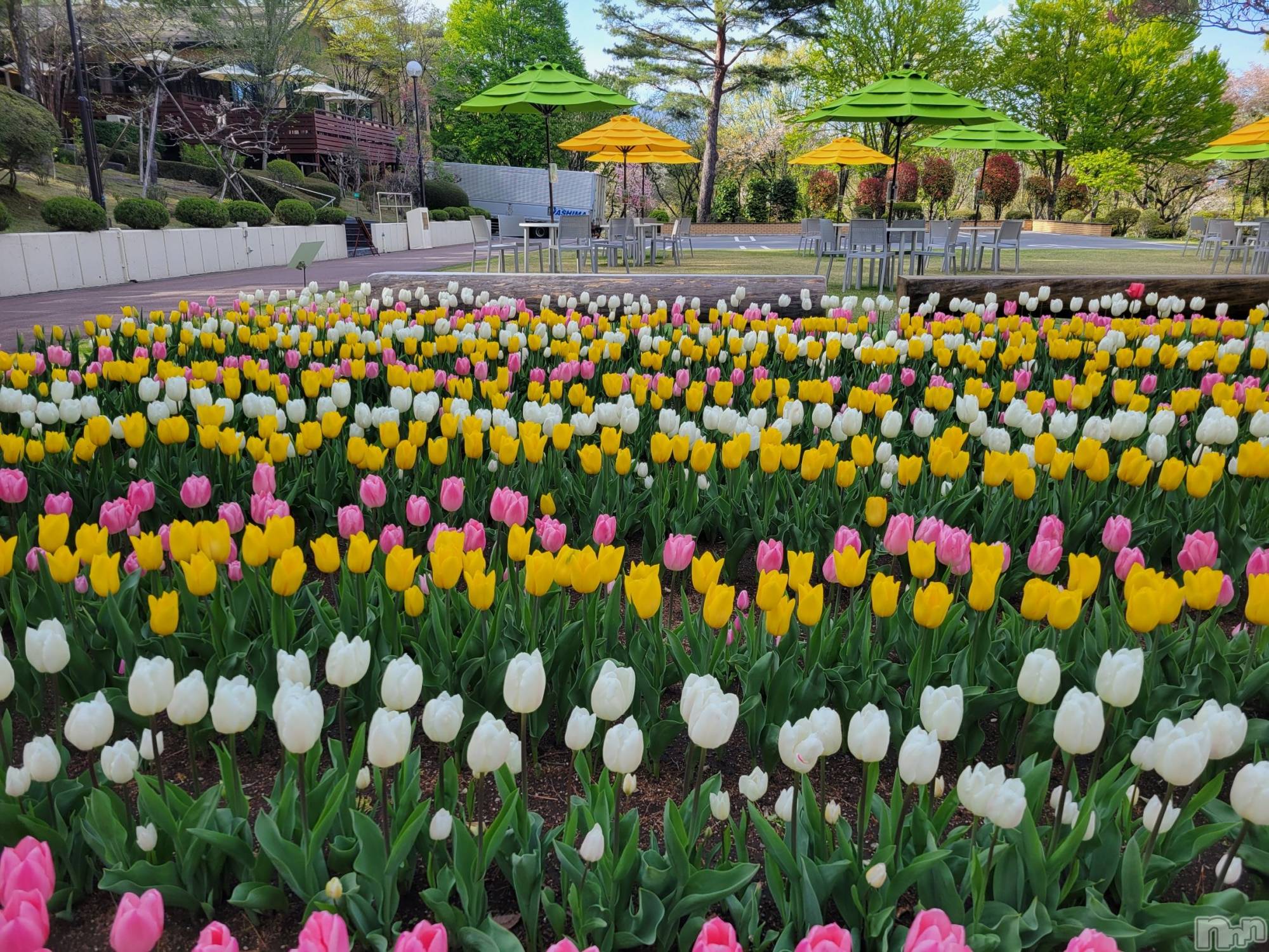 ��ˬ����Х��顦����֥���� �ץ���� ��ˬ(����� �ץ���� ����) ��2023ǯ4��19���̥�֥�����4��19�� 20��33ʬ�Υ֥�����