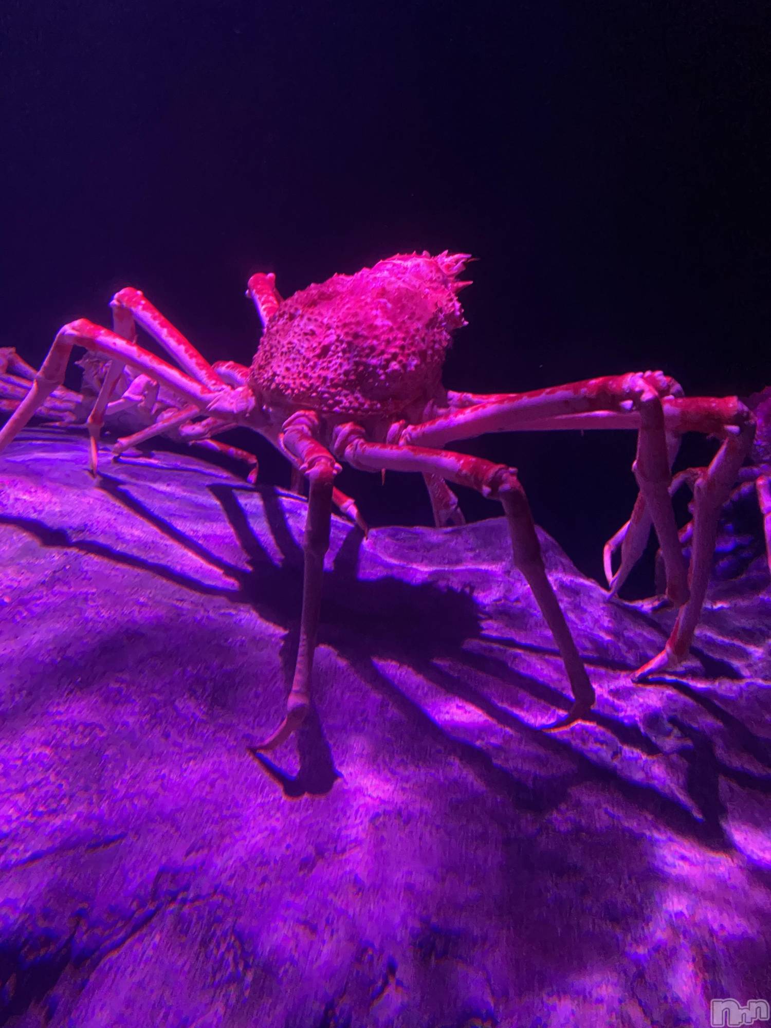 ��ˬ����Х��顦����֥���� �ץ���� ��ˬ(����� �ץ���� ����) ��2023ǯ5��4���̥�֥�����5��4�� 18��41ʬ�Υ֥�����