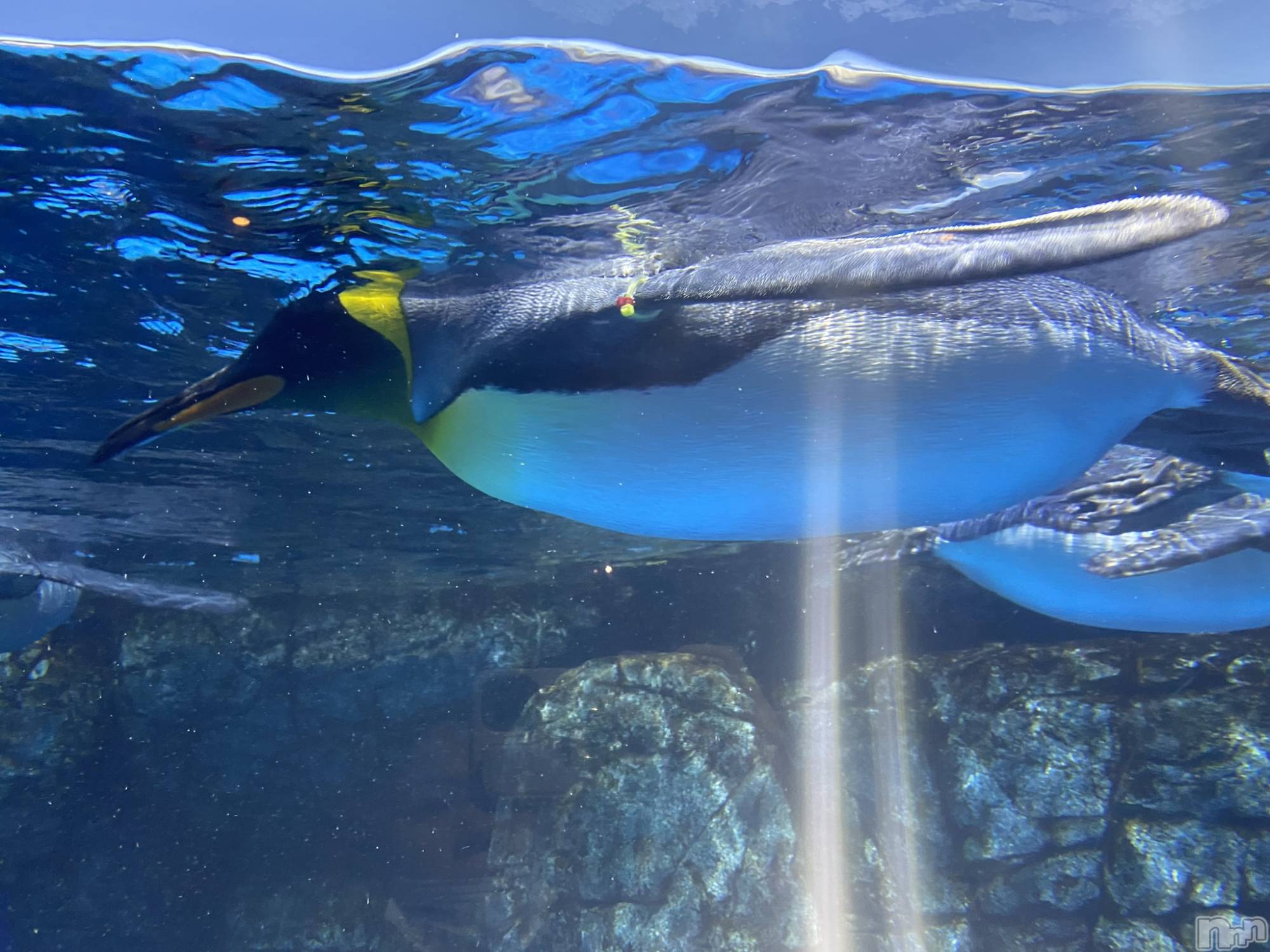 ��ˬ����Х��顦����֥���� �ץ���� ��ˬ(����� �ץ���� ����) ��2023ǯ5��18���̥�֥�����5��18�� 19��27ʬ�Υ֥�����