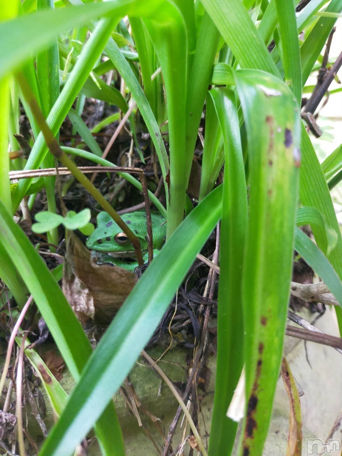 ��ˬ����Х��顦����֥���� �ץ���� ��ˬ(����� �ץ���� ����) ��2023ǯ6��16���̥�֥�����6��16�� 13��42ʬ�Υ֥�����