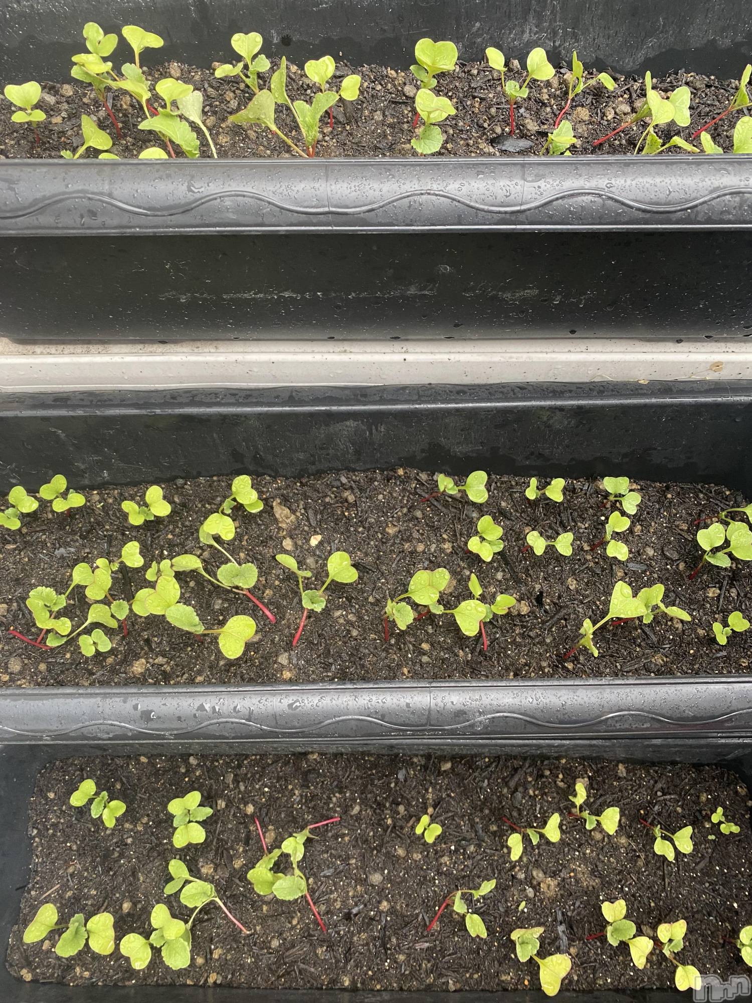 ��ˬ����Х��顦����֥���� �ץ���� ��ˬ(����� �ץ���� ����) ��2023ǯ6��22���̥�֥�����6��22�� 16��05ʬ�Υ֥�����