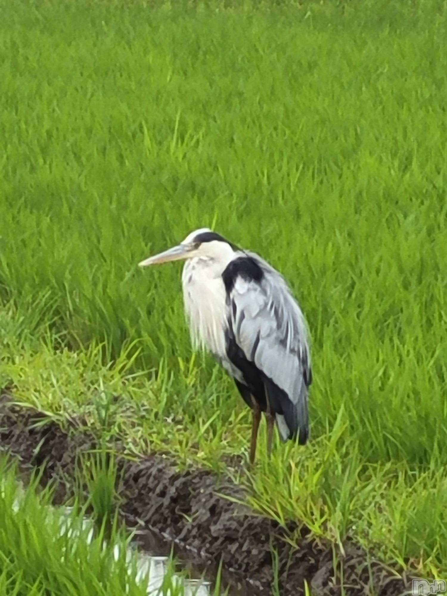 ��ˬ����Х��顦����֥���� �ץ���� ��ˬ(����� �ץ���� ����) ��2023ǯ6��23���̥�֥�����6��23�� 14��21ʬ�Υ֥�����