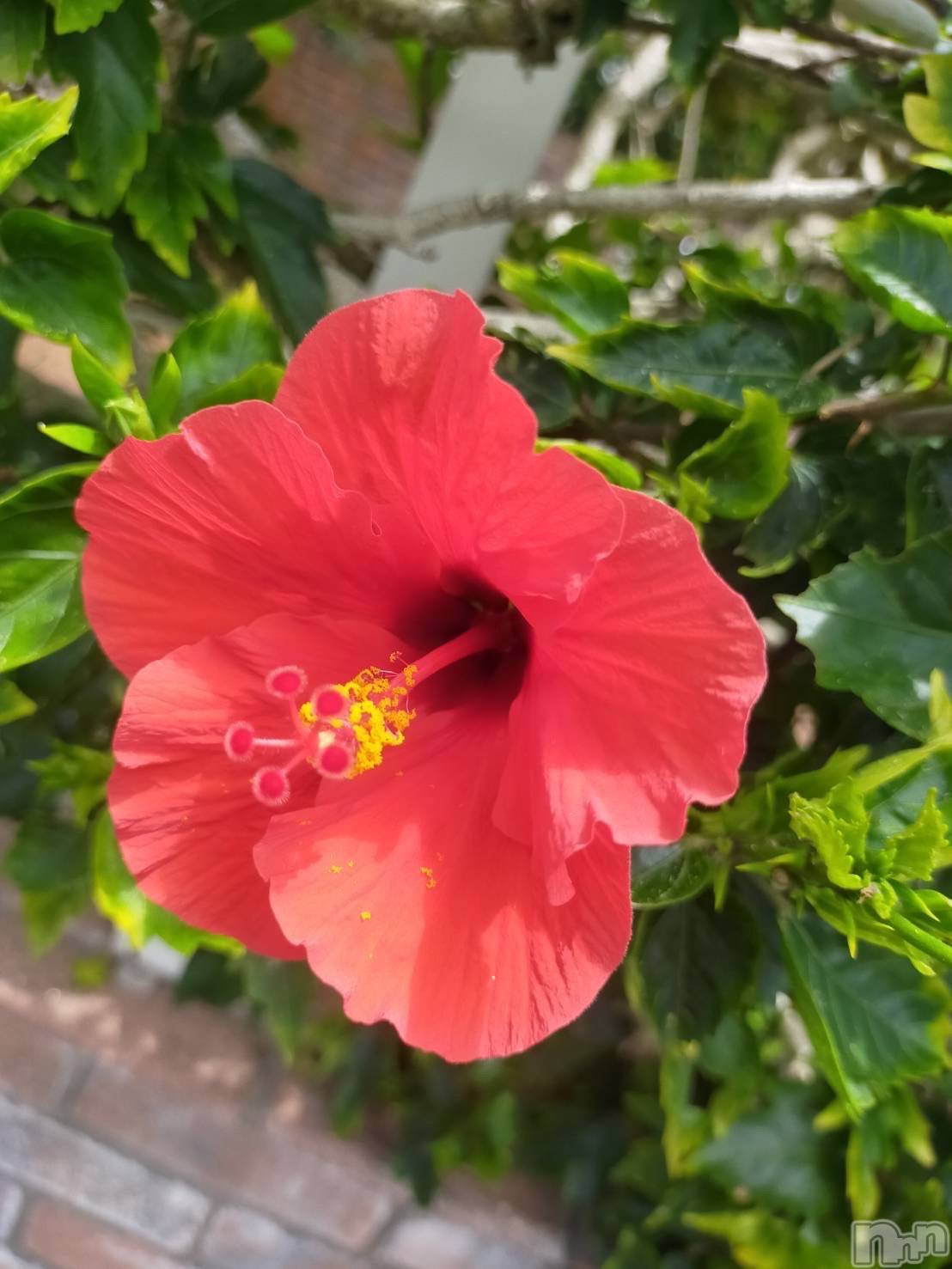 ��ˬ����Х��顦����֥���� �ץ���� ��ˬ(����� �ץ���� ����) ��2023ǯ7��1���̥�֥�����7��1�� 10��45ʬ�Υ֥�����