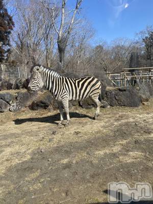 ��ˬ����Х��顦����֥���� �ץ���� ��ˬ(����� �ץ���� ����) ����  ���(24)��2��24���̥�֥����֤���Ф��😌��