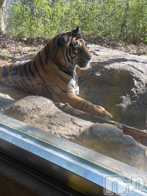 ��ˬ����Х��顦����֥���� �ץ���� ��ˬ(����� �ץ���� ����) ����  ���(24)��2��27���̥�֥�����������‼️‼️��