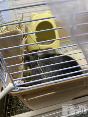 ��ˬ����Х��顦����֥���� �ץ���� ��ˬ(����� �ץ���� ����) ����  ���(24)��3��23���̥�֥�����(*��ϡ�*)��