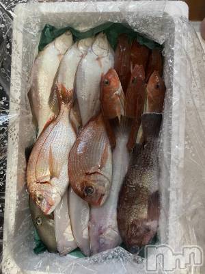 ��ˬ����Х��顦����֥���� �ץ���� ��ˬ(����� �ץ���� ����) ����  ���(24)��5��10���̥�֥����֤���🐡��