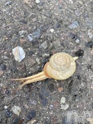 ��ˬ����Х��顦����֥���� �ץ���� ��ˬ(����� �ץ���� ����) ����  ���(24)��9��14���̥�֥����֤��������С�����