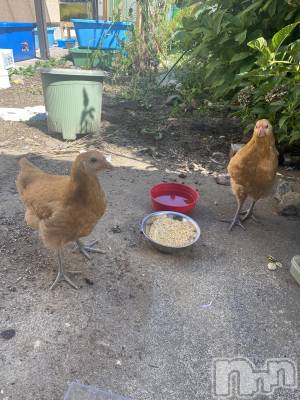 ��ˬ����Х��顦����֥���� �ץ���� ��ˬ(����� �ץ���� ����) ����  ���(24)��9��22���̥�֥�����9��22�� 20��20ʬ�Υ֥�����