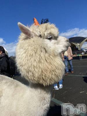 ��ˬ����Х��顦����֥���� �ץ���� ��ˬ(����� �ץ���� ����) ����  ���(24)��10��18���̥�֥����֥ѥ��ѥ���