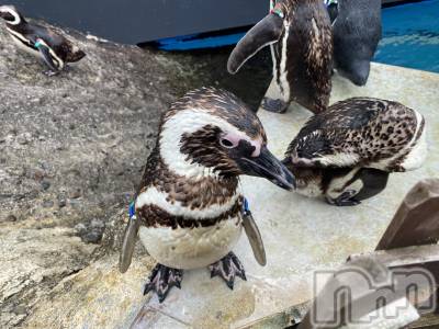 ��ˬ����Х��顦����֥���� �ץ���� ��ˬ(����� �ץ���� ����) ����  ���(24)��8��29���̥�֥�����8��29�� 19��31ʬ�Υ֥�����