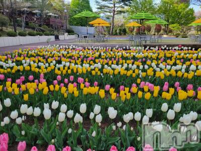 ��ˬ����Х��顦����֥���� �ץ���� ��ˬ(����� �ץ���� ����) ����  ���(24)��4��19���̥�֥�����4��19�� 20��33ʬ�Υ֥�����