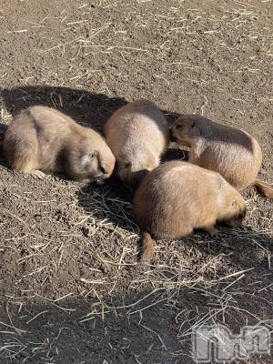 ��ˬ����Х��顦����֥���� �ץ���� ��ˬ(����� �ץ���� ����) ����  ���(24)��5��4���̥�֥�����5��4�� 20��44ʬ�Υ֥�����