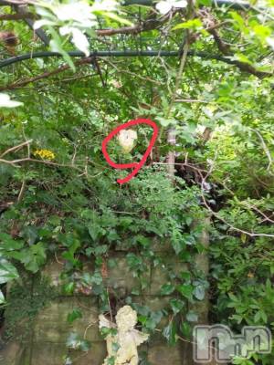 ��ˬ����Х��顦����֥���� �ץ���� ��ˬ(����� �ץ���� ����) ����  ���(24)��6��10���̥�֥�����6��10�� 16��52ʬ�Υ֥�����