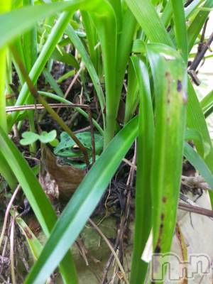 ��ˬ����Х��顦����֥���� �ץ���� ��ˬ(����� �ץ���� ����) ����  ���(24)��6��16���̥�֥�����6��16�� 13��42ʬ�Υ֥�����