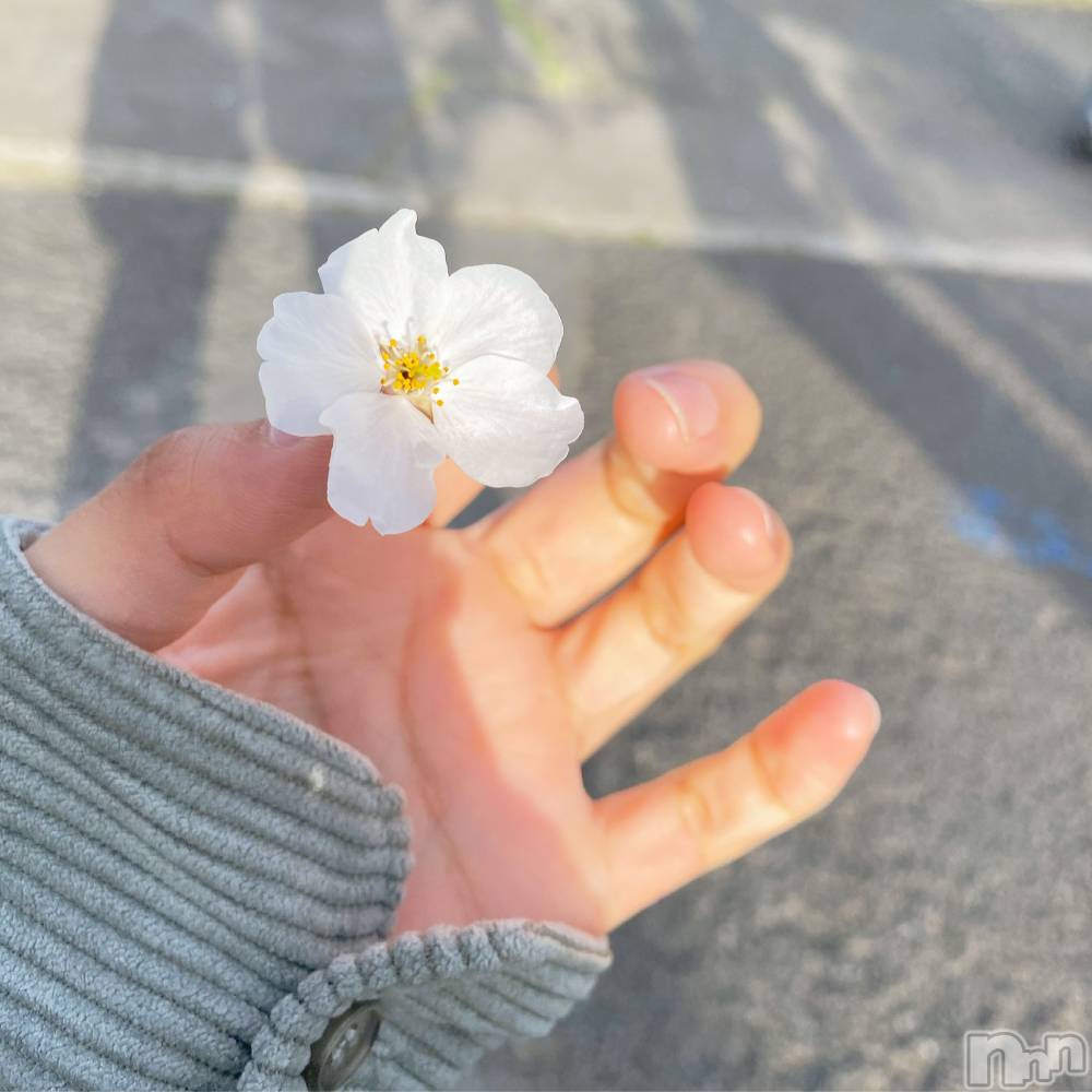 Ʋʥå륺СMuscat`s(ޥå) Ҥ423ֲ̥֥İΤ󡪡