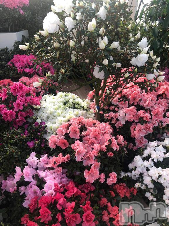 新潟デリヘル五十路マダム新潟店(カサブランカグループ)(イソジマダムニイガタテン) 山瀬あかり(46)の2月22日写メブログ「お久しぶりです」