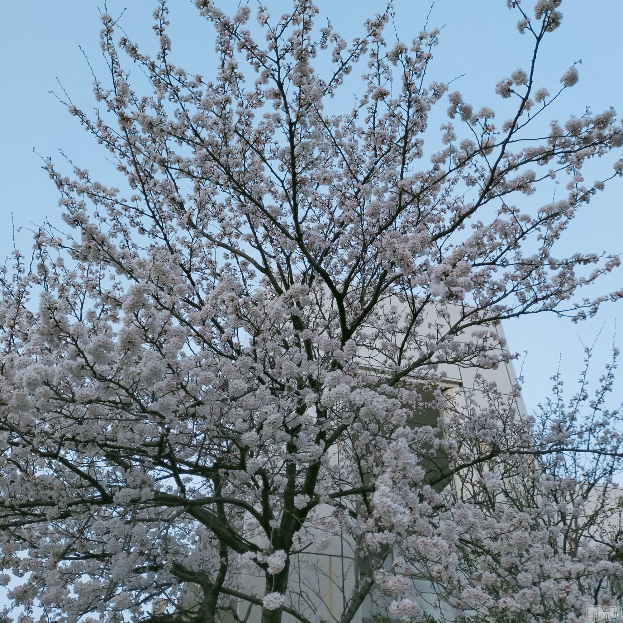 長岡デリヘル純・無垢(ジュンムク)あいか☆(21)の2021年3月31日写メブログ「さくらきれい！」