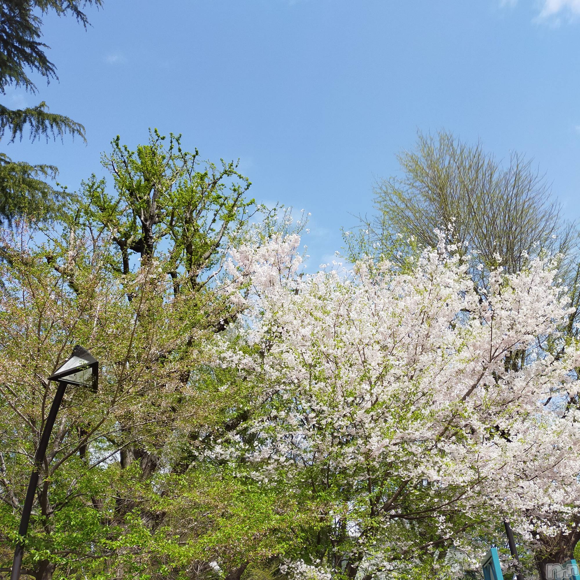 長岡デリヘル純・無垢(ジュンムク)あいか☆(21)の2021年4月3日写メブログ「友達と観光しました！」