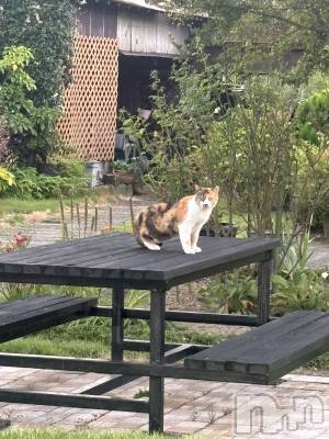 ��Į���ʥå��������륺�С����ʥå�����ܤ�̡�Ĺ��������2��Ź(���ʥå�����ܥ���ޡ��ʥ����������ޥ����˥����ƥ�) ���(26)��8��28���̥�֥����֤ͤ�����🐈��