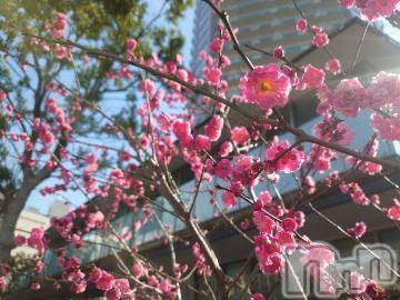 上越デリヘル RICHARD（リシャール）(リシャール) 白鳥ゆずる(20)の3月14日写メブログ「三度目の🌸」