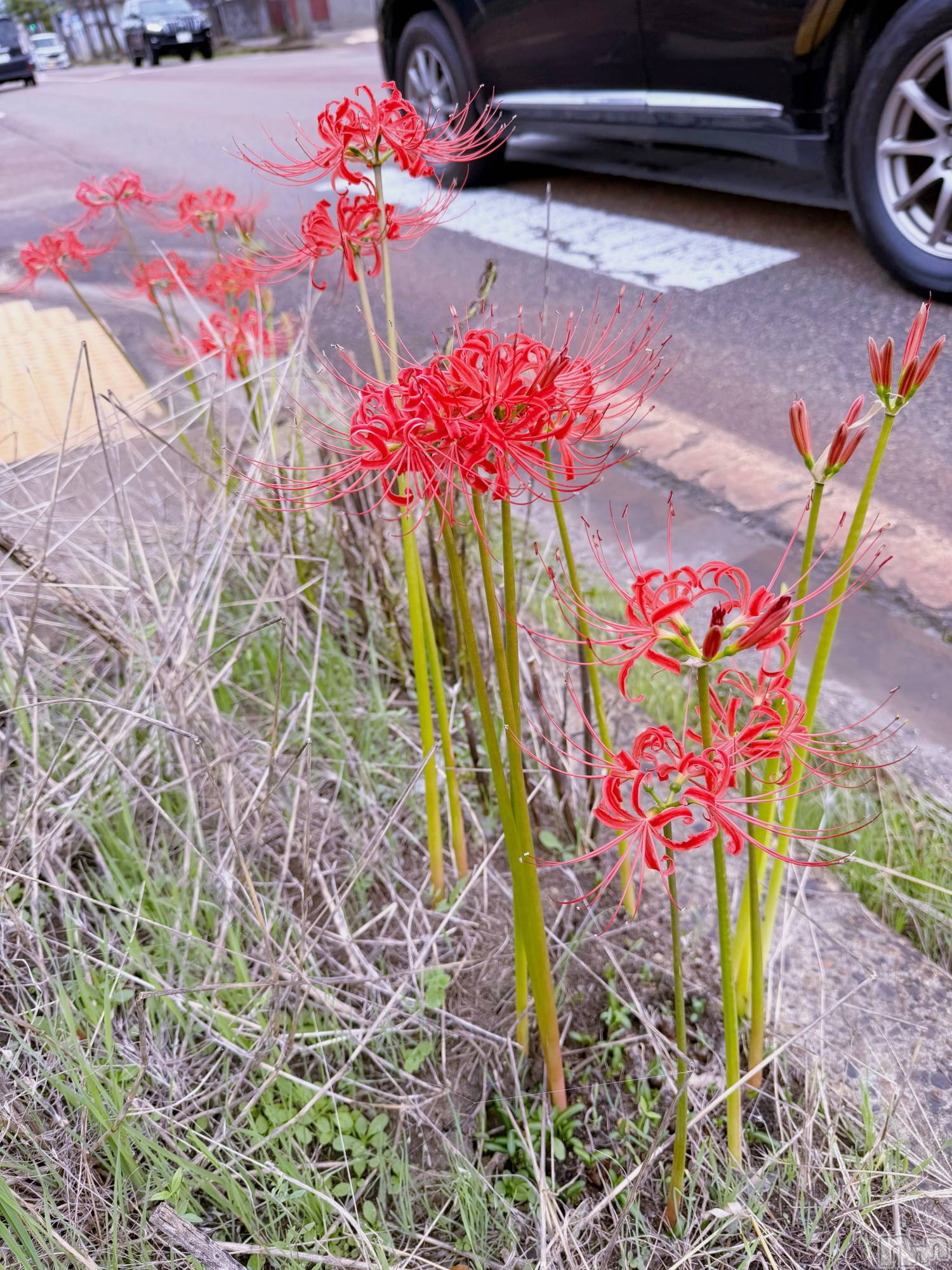 長岡デリヘル長岡風俗出張アロママッサージ(ナガオカフウゾクシュッチョウアロママッサージ)ひろ☆王様可☆(25)の2026年10月15日写メブログ「こんばんは」