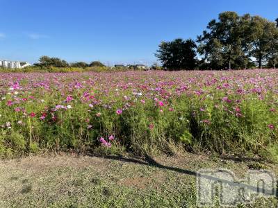 長岡デリヘル 長岡風俗出張アロママッサージ(ナガオカフウゾクシュッチョウアロママッサージ) ひろ☆王様可☆(25)の12月16日写メブログ「季節外れですが」