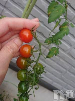 新潟デリヘル 新潟人妻デリバリーヘルス 下心 ～したごころ～(シタゴコロ) 新田(にった)奥様(34)の7月12日写メブログ「トマト」