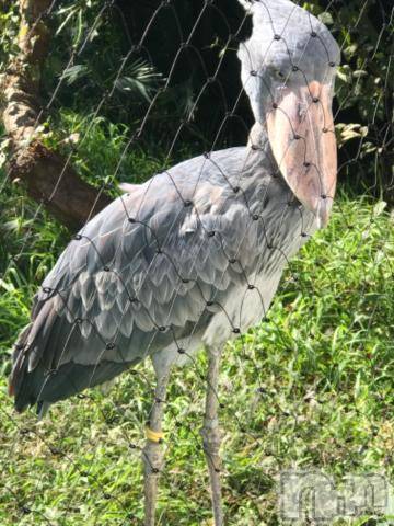 新潟デリヘル五十路マダム新潟店(カサブランカグループ)(イソジマダムニイガタテン) 宮下かずき(51)の6月9日写メブログ「本日もありがとうございました?」