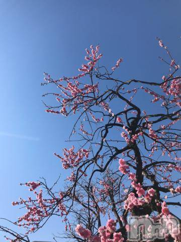 新潟デリヘル五十路マダム新潟店(カサブランカグループ)(イソジマダムニイガタテン) 宮下かずき(51)の4月3日写メブログ「4/2のお礼です。」