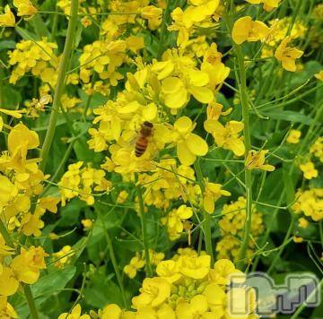 新潟デリヘル五十路マダム新潟店(カサブランカグループ)(イソジマダムニイガタテン) 宮下かずき(51)の4月22日写メブログ「4/21のお礼です。」