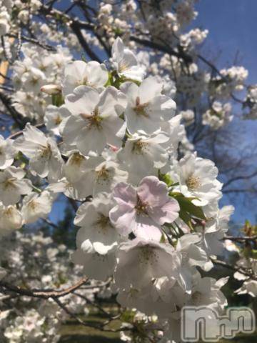 新潟デリヘル五十路マダム新潟店(カサブランカグループ)(イソジマダムニイガタテン) 宮下かずき(51)の4月12日写メブログ「出勤しました！」