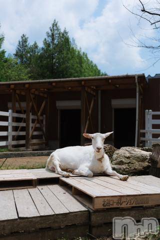 新潟デリヘル五十路マダム新潟店(カサブランカグループ)(イソジマダムニイガタテン) 宮下かずき(51)の6月7日写メブログ「出勤しましたー」