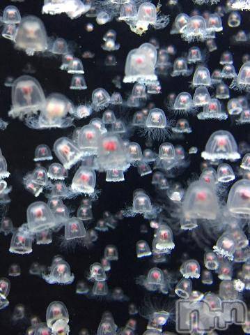 新潟デリヘル五十路マダム新潟店(カサブランカグループ)(イソジマダムニイガタテン)宮下かずき(51)の2021年6月24日写メブログ「6/23のお礼とごめんなさい。」