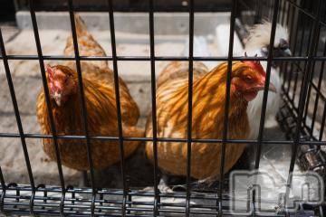 新潟デリヘル五十路マダム新潟店(カサブランカグループ)(イソジマダムニイガタテン)宮下かずき(51)の2024年6月15日写メブログ「出勤しました」