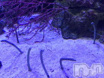 新潟デリヘル 五十路マダム新潟店(カサブランカグループ)(イソジマダムニイガタテン) 宮下かずき(51)の6月19日写メブログ「6/19のお礼です。」