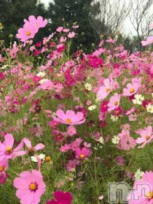 新潟デリヘル 五十路マダム新潟店(カサブランカグループ)(イソジマダムニイガタテン) 宮下かずき(51)の10月19日写メブログ「10/19のお礼です。」